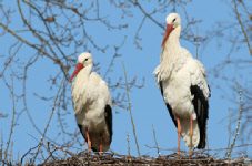 Artenschutzprojekte 2010-2017