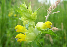 Artenschutzprojekte 2010-2017