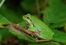 Artenschutzprojekte 2010-2017