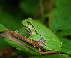 Artenschutzprojekte 2010-2017