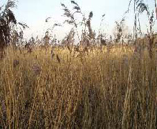 Röhricht-Projekte am Dümmer