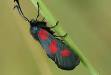 Artenschutzprojekte 2010-2017