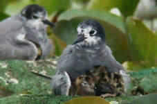 Artenschutzprojekte 2010-2017