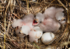 Artenschutzprojekte 2010-2017