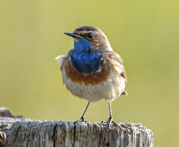 Brutvogelanzahlen 2025