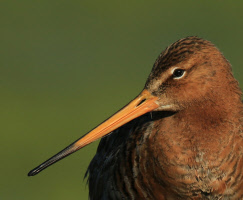 Beobachtungstipp Wiesenlimikolen